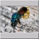 Chrysis ignita - Goldwespe bei Ancistrocerus 07a.jpg